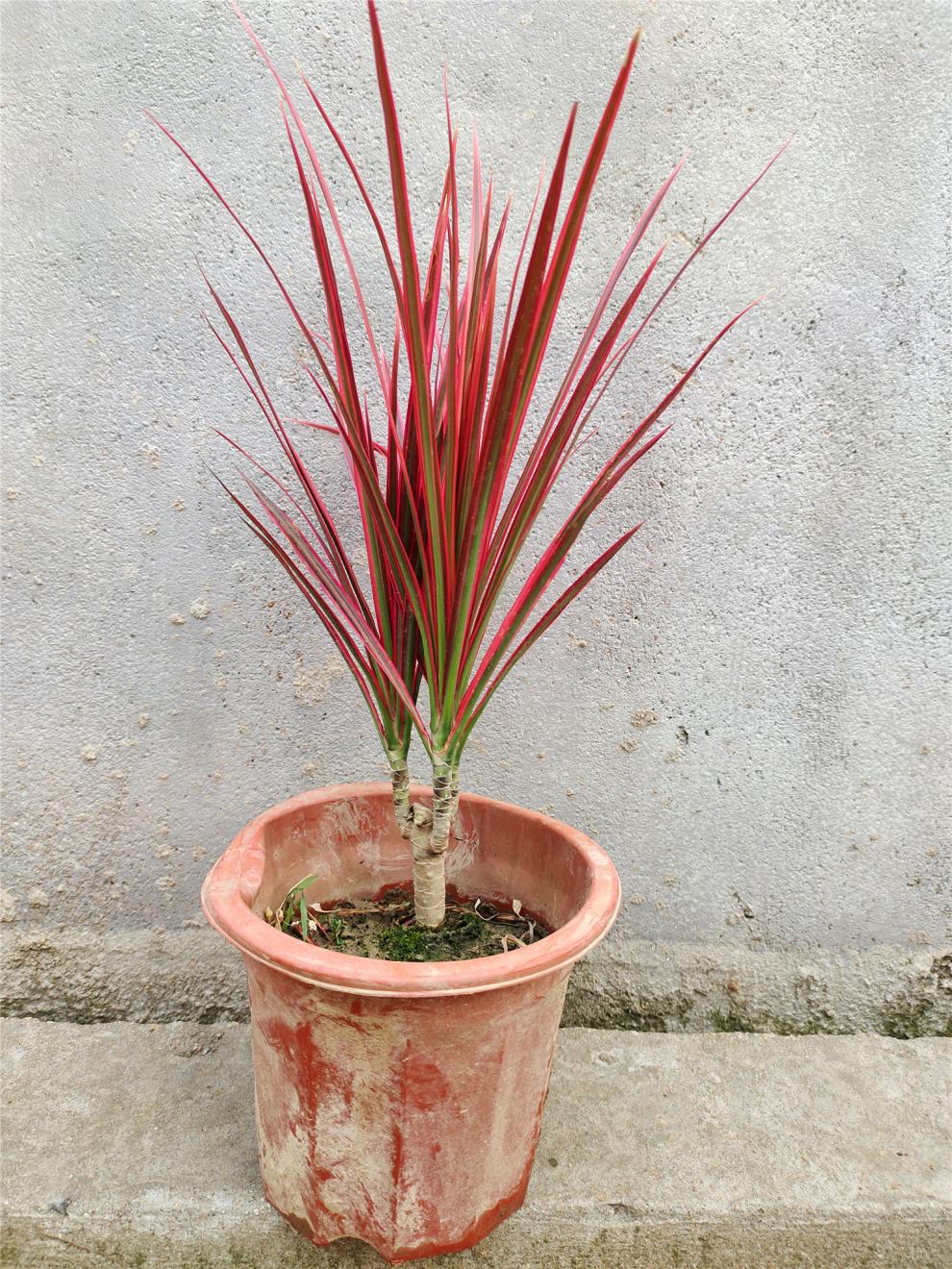 七彩铁五彩千年木盆栽三色龙血树红竹观叶植物室内绿植一物一拍6269不