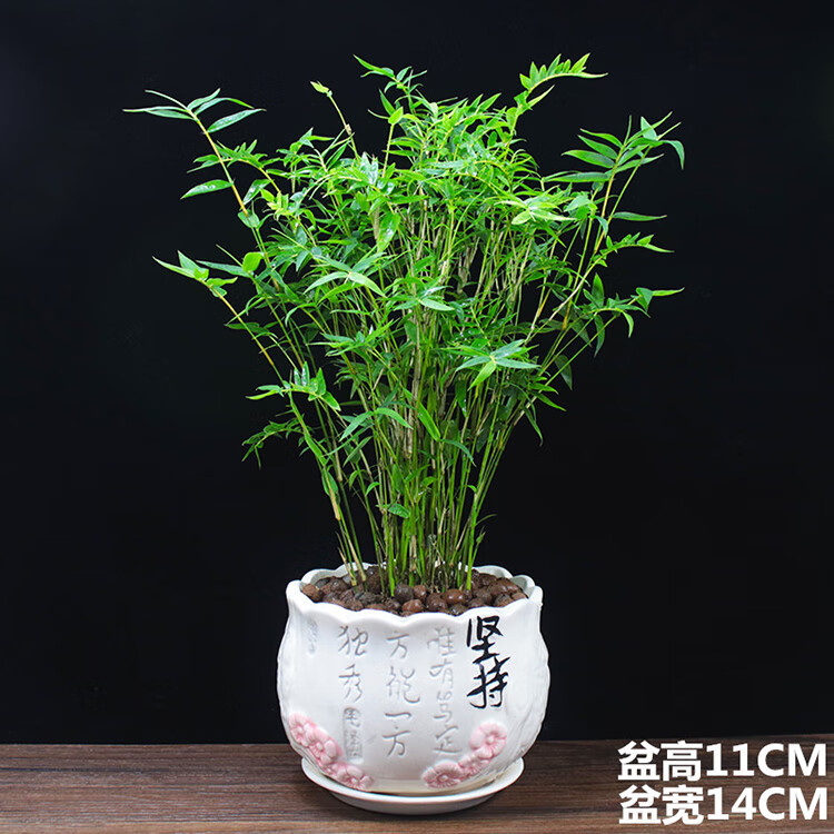 采缇米竹苗盆栽凤尾竹盆景庭院竹子室内植物客厅净化空气四季常青绿植