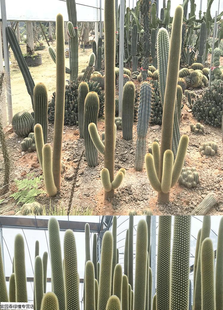 园艺黄金柱仙人柱净化空气量天尺大型沙漠植物住造景植物盆栽黄金柱