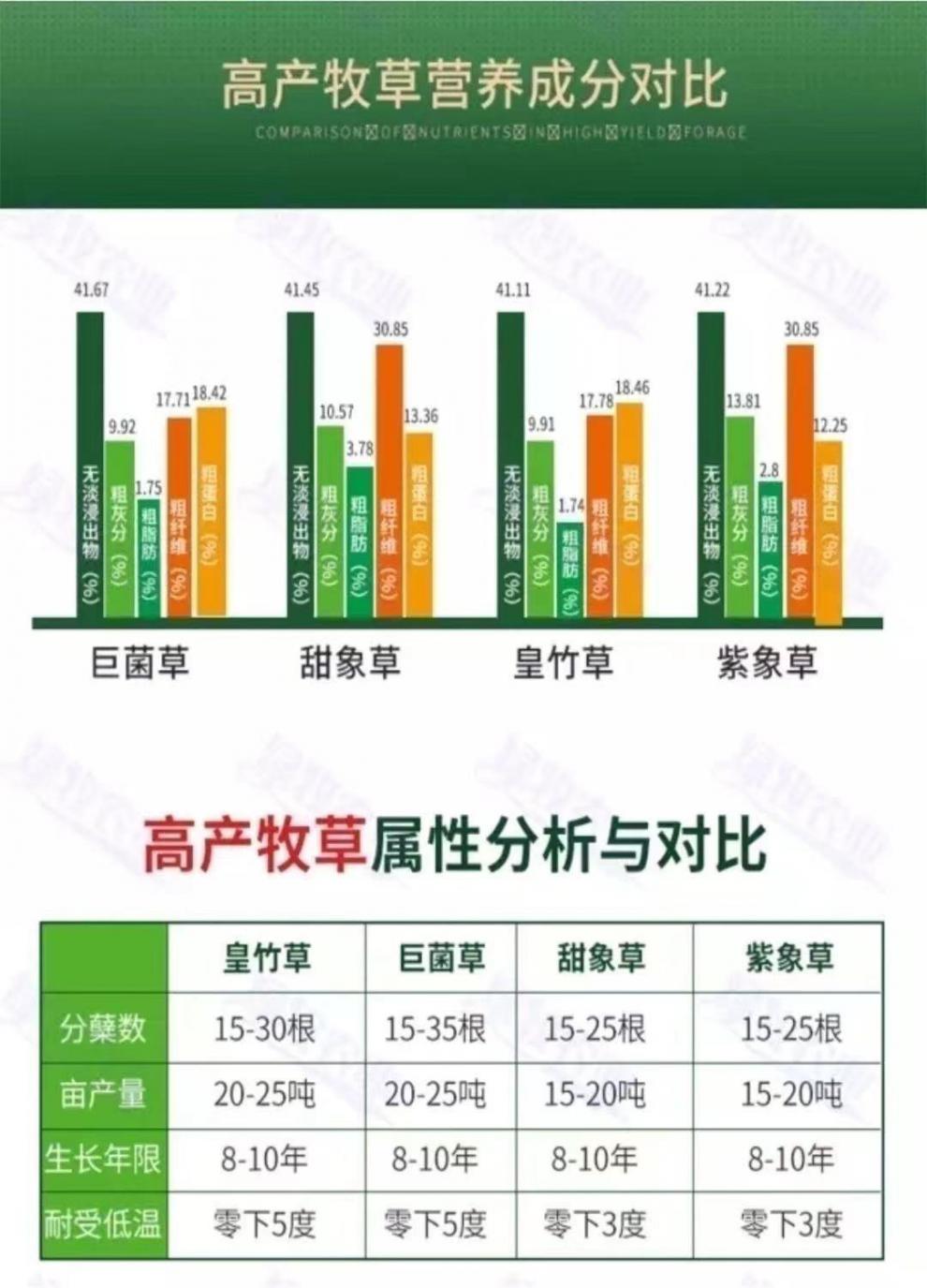 高产牧草种新型皇竹草巴西红像草巨菌草无绒毛甜象草3号四季多年生
