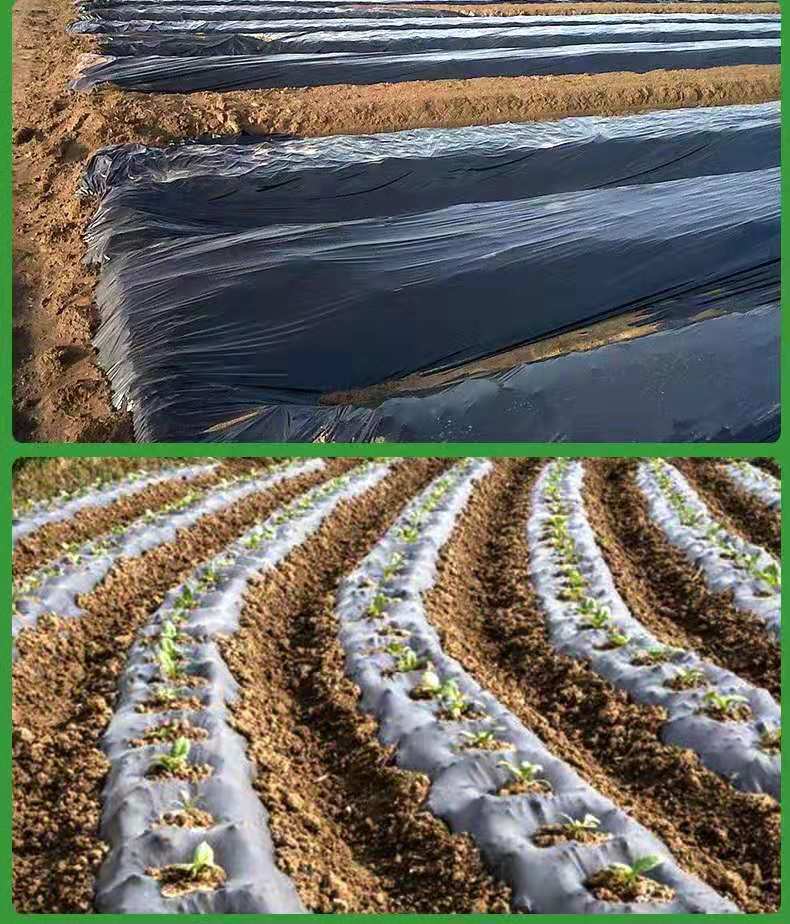 农用保温黑白地膜除草双色反光银黑地膜果园蔬菜大棚防虫工程薄膜白