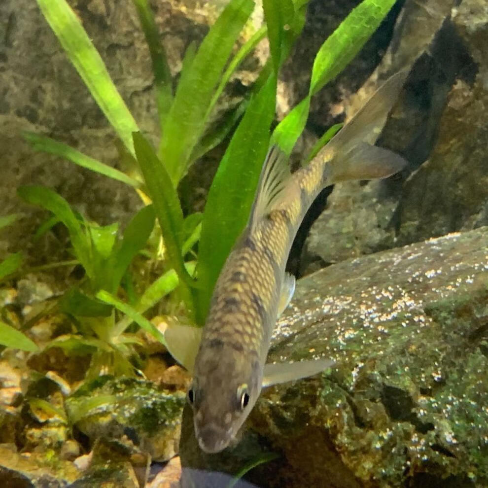 溪流冷水鱼淡水鱼溪石斑鱼苗光唇鱼活体宠物溪石斑鱼23cm40条