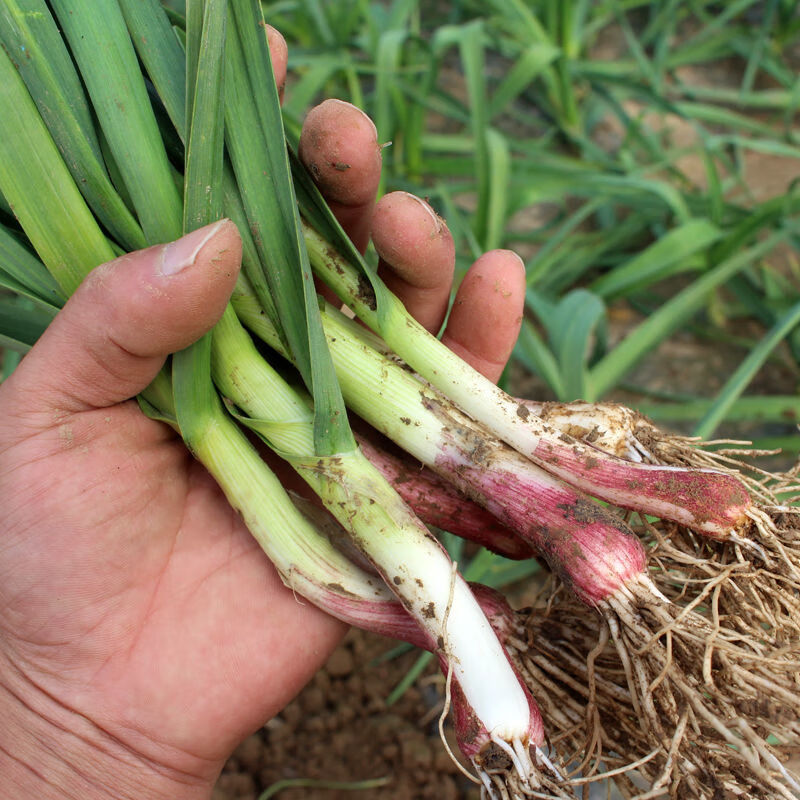 晨臻现挖新鲜红根蒜苗紫皮大蒜苗嫩青蒜苗叶子香蒜苔蒜苗蔬菜农家自种