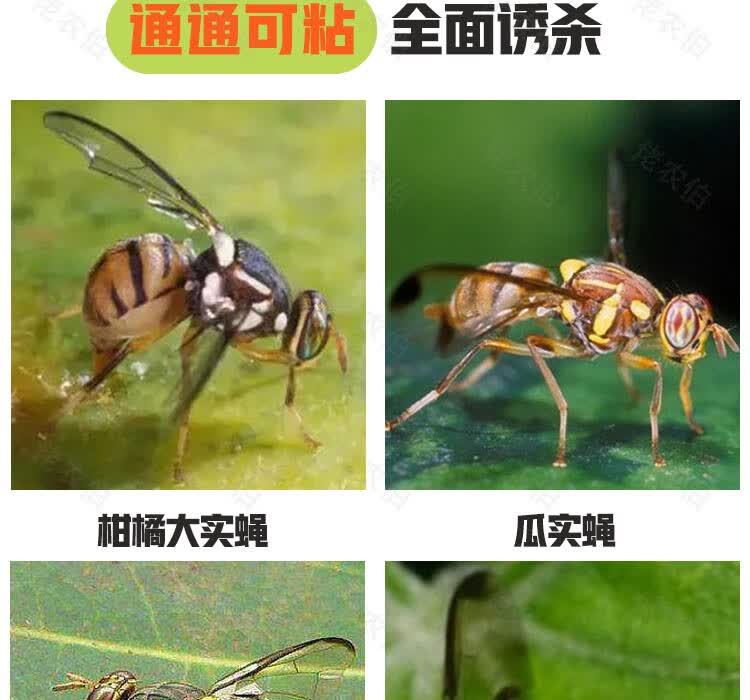诱蝇球柑橘大实蝇瓜果实蝇器灭果蝇粘虫球板诱虫球针蜂引诱剂果园实蝇
