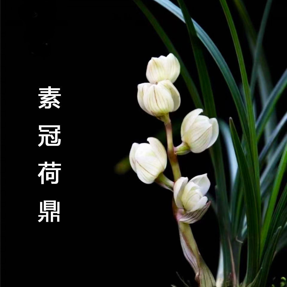 兰花 莲瓣兰 名品浓香型兰花 盆栽绿植名贵 素冠荷鼎 5苗连体【图片