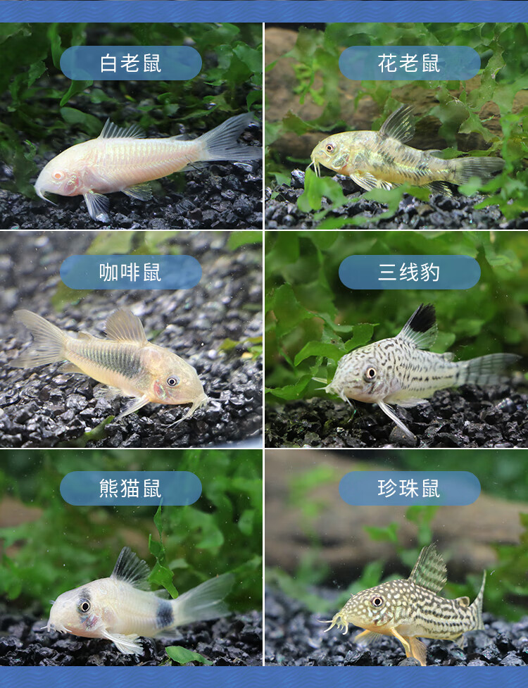 cmcm老鼠鱼金苔鼠熊猫鼠小型观赏鱼青苔底栖除藻清洁