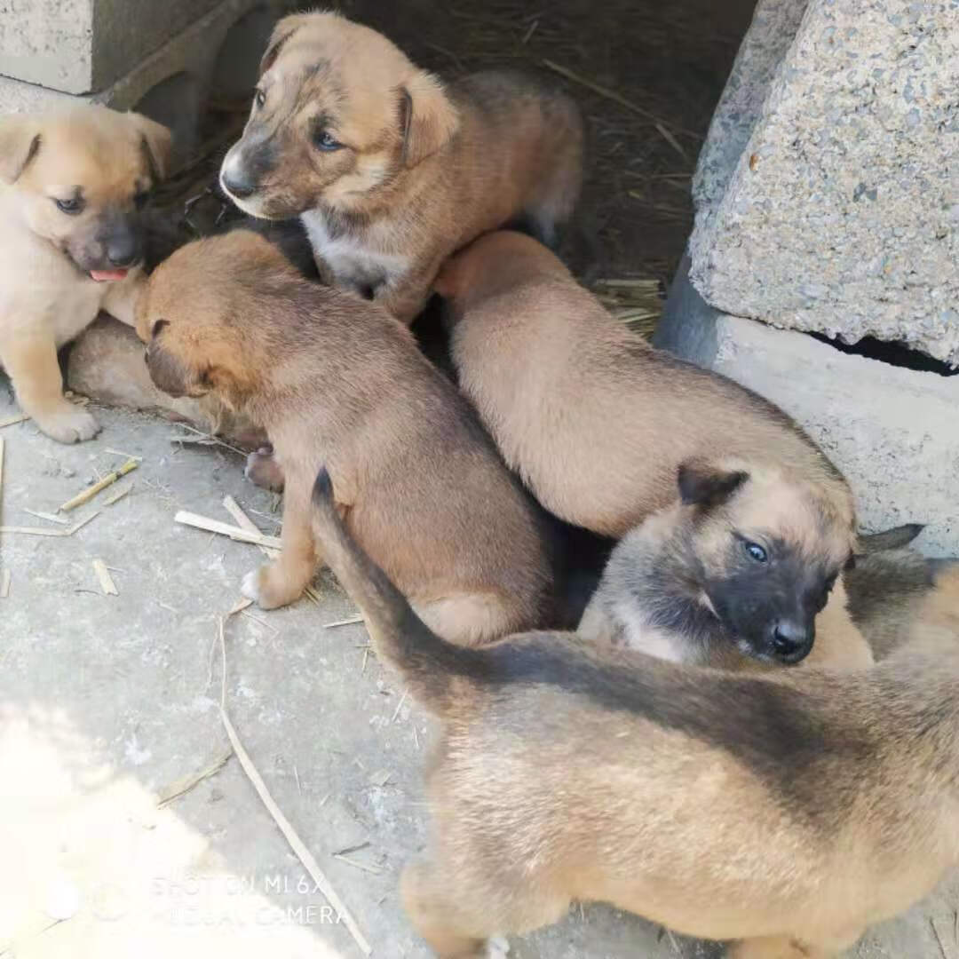 狗狗活物土狗活体中华田园犬土狗幼崽大型土狗苗领养农村看家护院cma