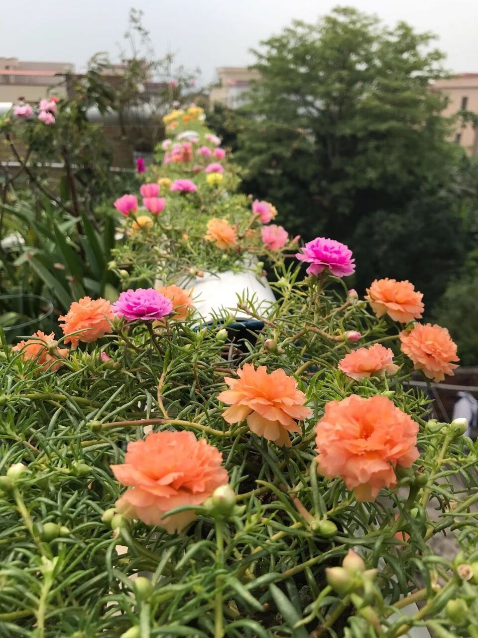 泰国进口新品种重瓣太阳花苗花卉盆栽宿根太阳条四季开花【11月30日发