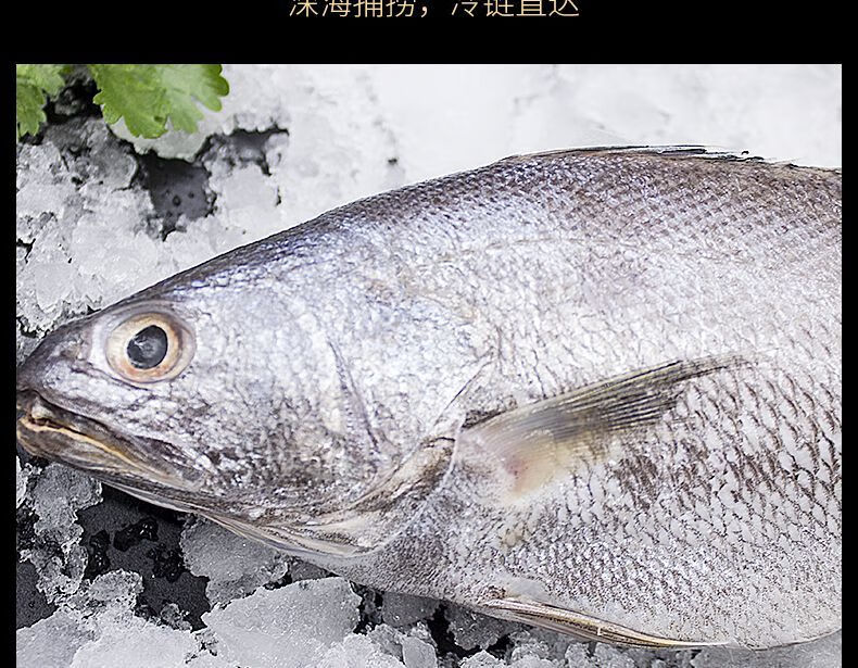新鲜深海米鱼冷冻鳘鱼大鮸鱼敏鱼冰冻鮸鱼海捕水产海鲜活5斤装8两1斤