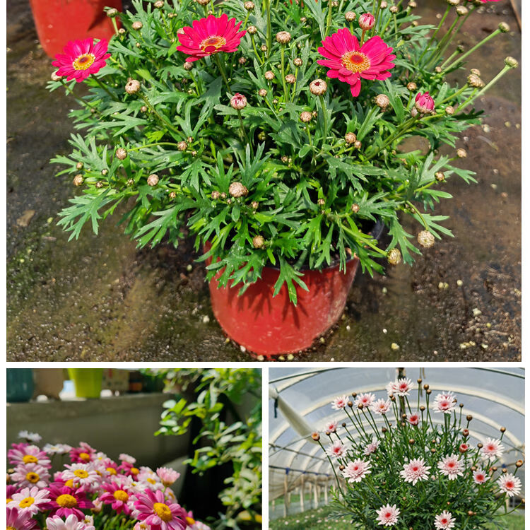 玛格丽特盆栽带花苞四季开花多年生花期长木茼蒿阳台庭院耐寒植物