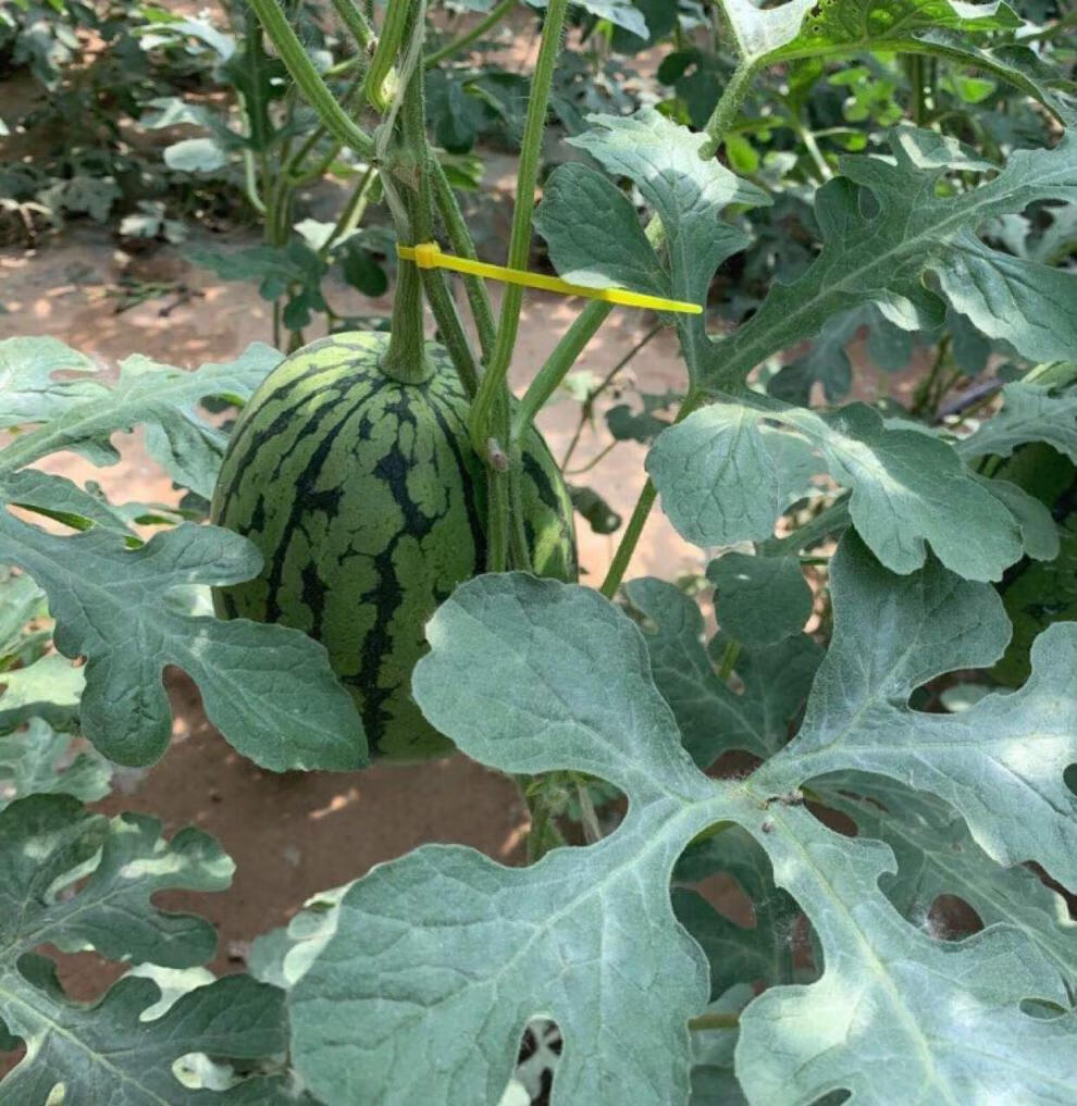 小西瓜 新鲜水果 庞各庄小西瓜 袖珍西瓜现摘5斤