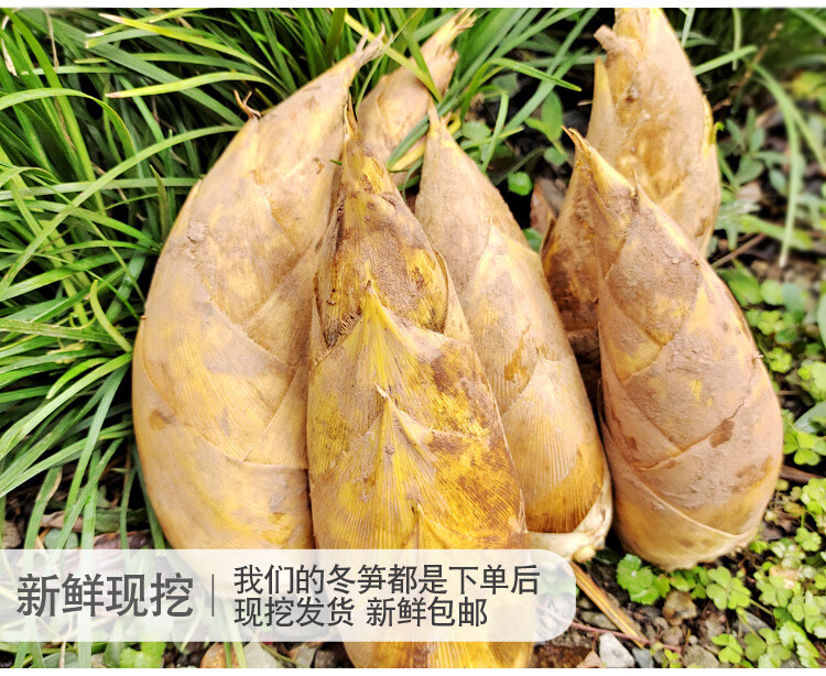 现货四川野生新鲜冬笋现挖黄泥大冬笋毛竹笋春笋农家笋5斤 1500g
