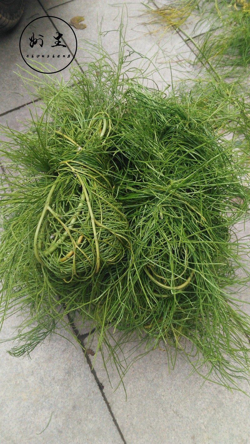 舒筋草鲜货 小叶马尾伸筋草小叶千金藤 抽筋草吊壁伸筋草松筋藤 干