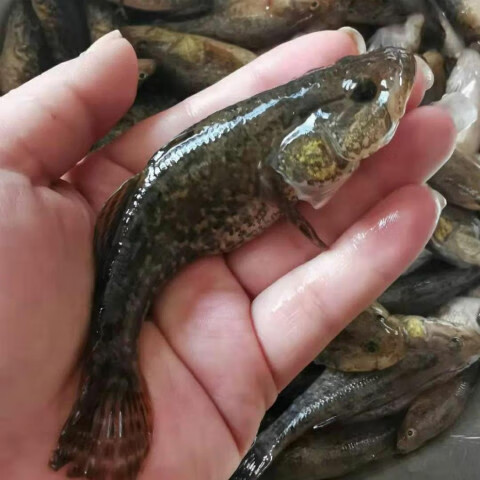 匠心说老头鱼老头鱼无鳞鱼东北老头鱼鲜活速冻开江鱼3斤水产海鲜3斤