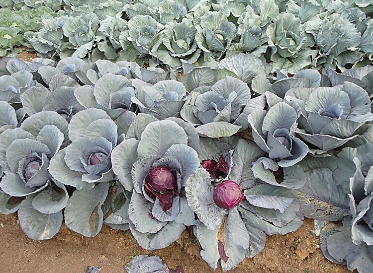 现割新鲜蔬菜沙拉菜紫甘蓝紫椰菜紫包菜卷心菜红椰菜凉拌沙拉 2500g