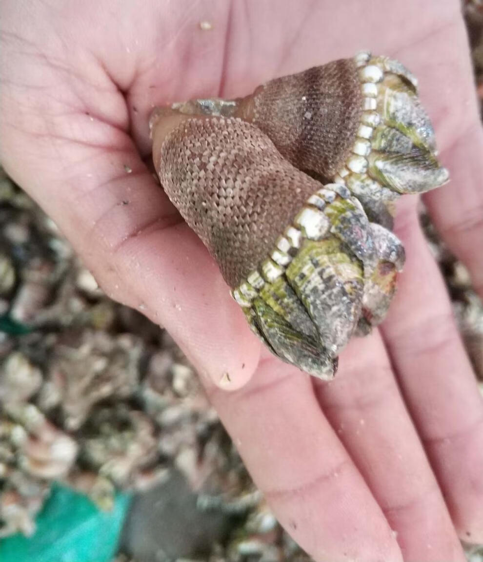 海鲜佛手螺 霞浦鲜活佛手 贝观音手 多规格 鹅颈藤壶狗爪螺 佛手螺 3