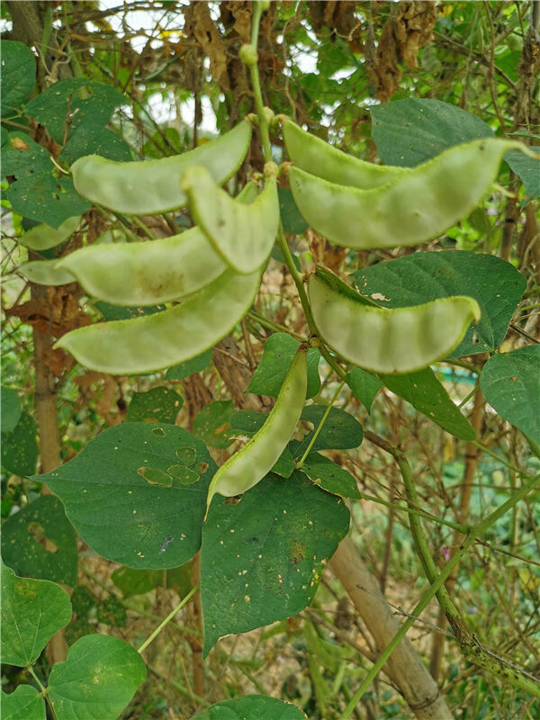 梁平农家新鲜刀豆峨眉豆蛾眉豆梅豆扁豆角猪耳朵红边青扁豆紫扁豆