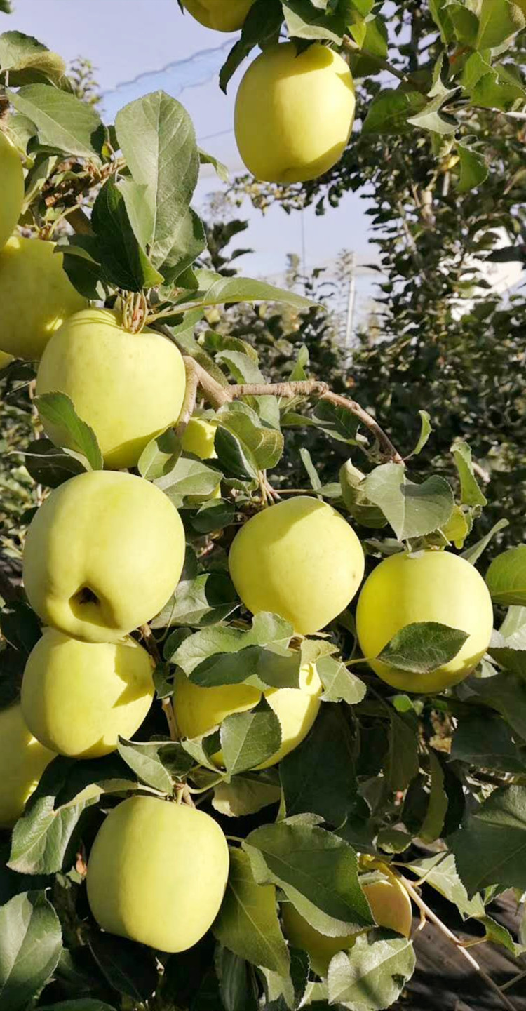 西北农林新鲜瑞雪黄苹果脆甜爽口清香10斤美味正当时80mm含85mm不含9