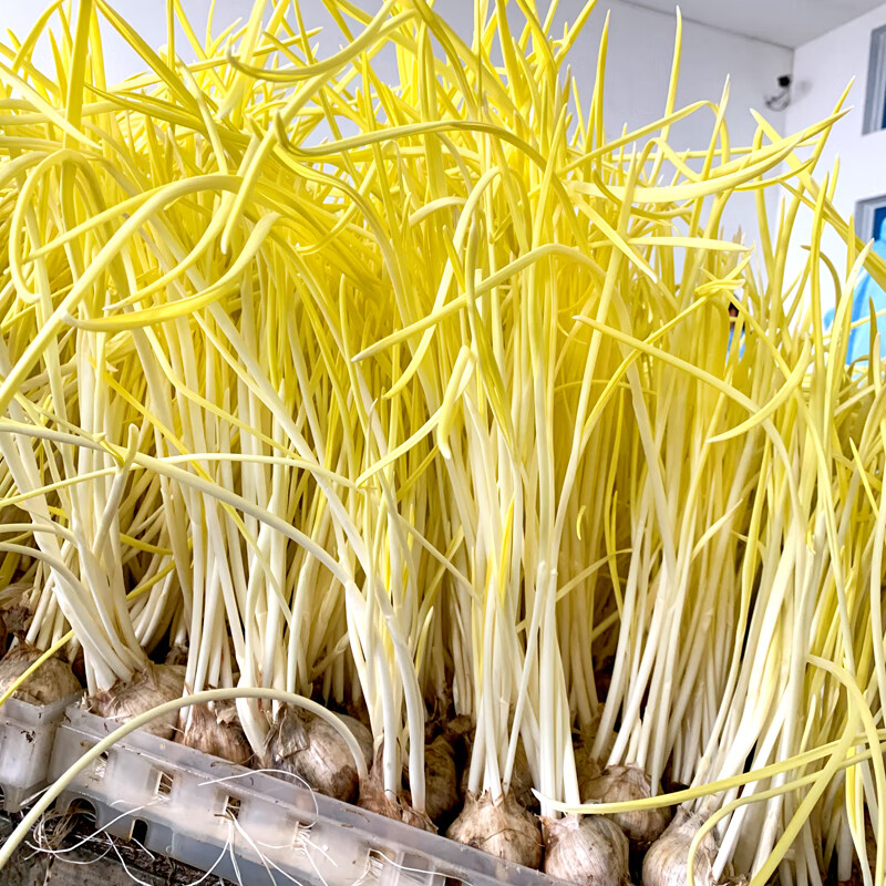 新鲜蒜黄250g 蒜苗菜时令蔬菜农家当季现摘大蒜幼苗韭黄 250g【图片