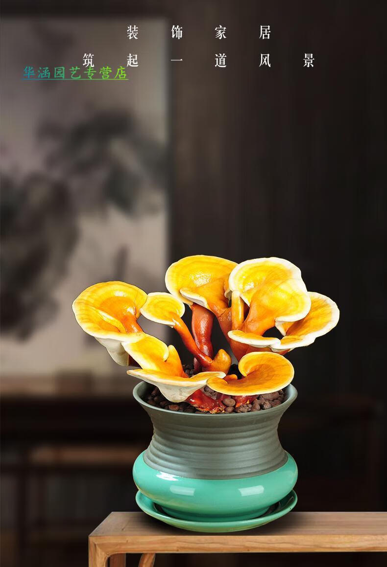 室内盆栽赤灵芝盆景懒人好养植物活体灵芝多肉植物多肉老桩绿植 如意