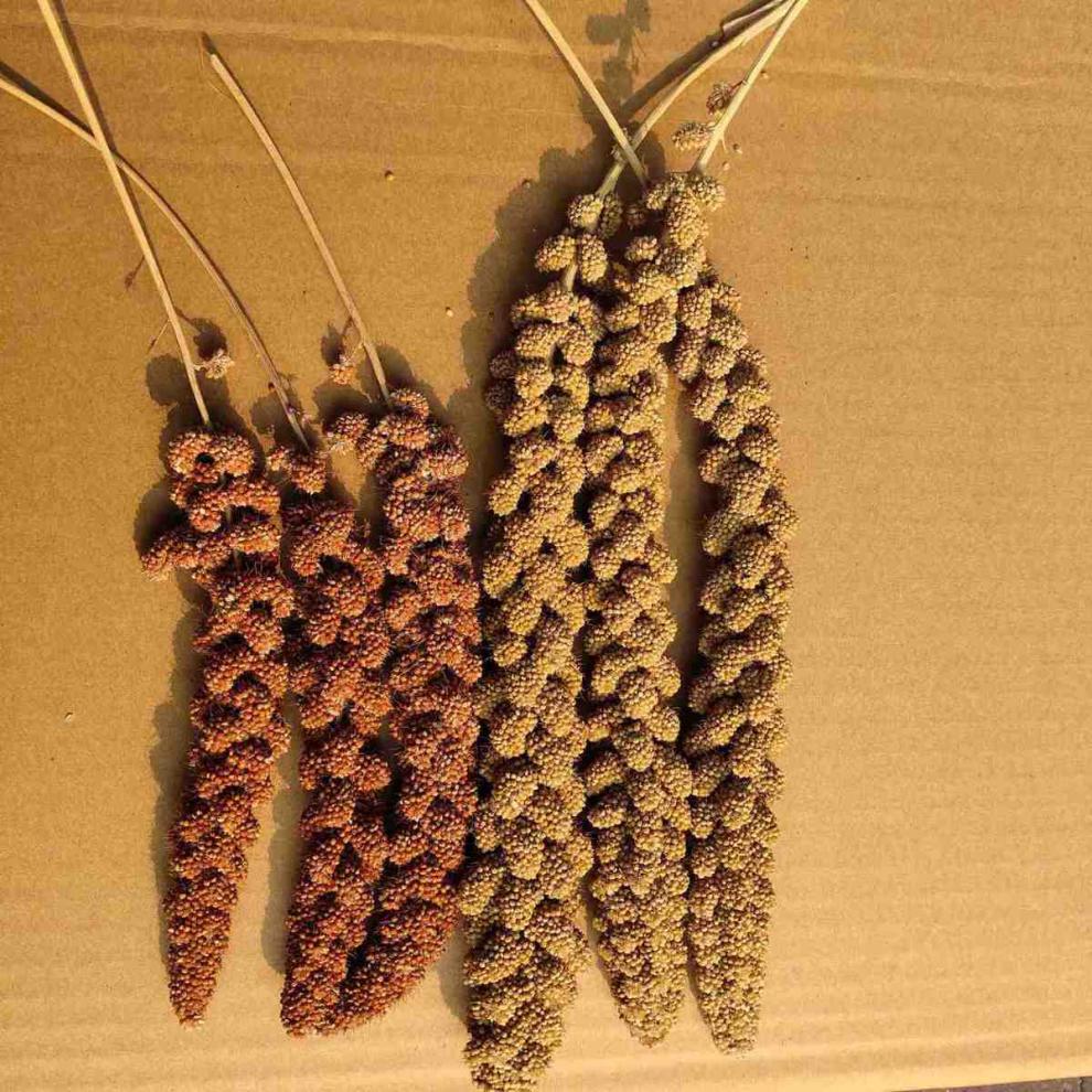 稻谷谷子谷穗谷子穗小米穗黄谷穗天然谷穗麦穗鹦鹉仓鼠零食装饰造景新