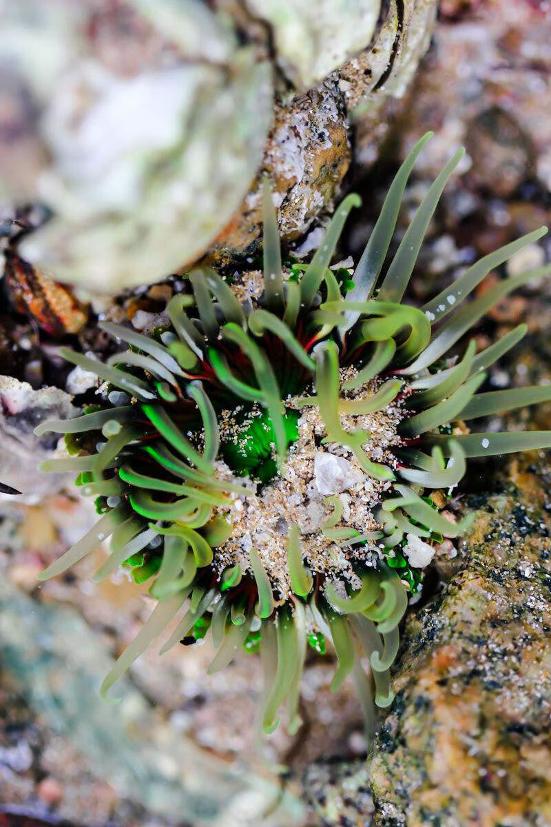 合搭小丑鱼共生海葵活体海水鱼缸海葵绿火柴荧光定水绿尤葵活体小海葵