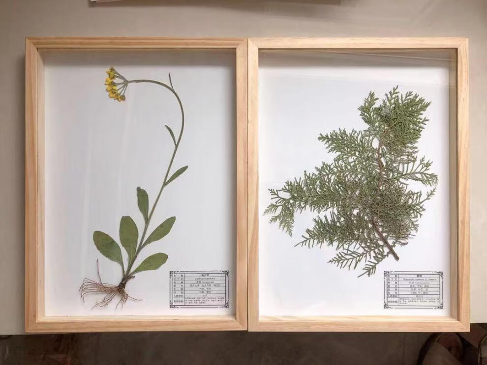 植物中草药腊叶标本精装实木框装饰展览教学ps材质原木色3040独立