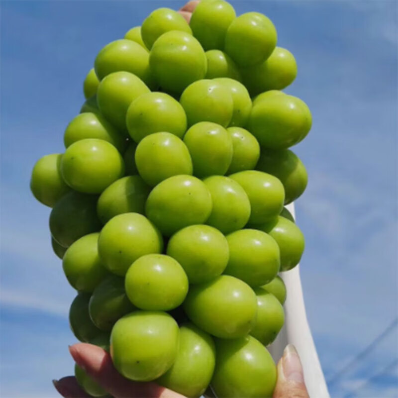 公安埠河晴王青提香甜无籽葡萄 应季现摘现发孕妇新鲜水果 1500g