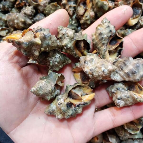 霞浦无沙鲜活苦螺海螺辣螺海捕海鲜活体发货两斤