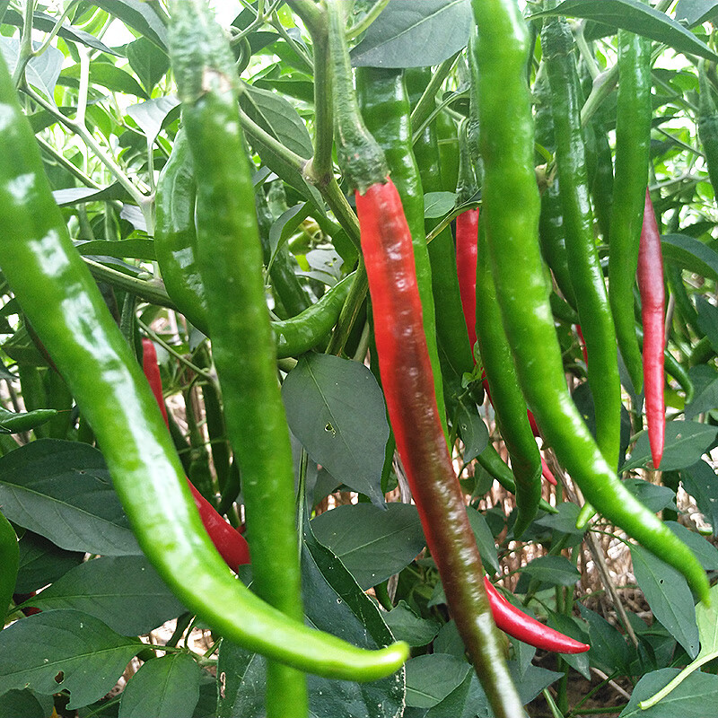 新鲜农家自种二荆条大红辣椒红线椒尖椒特辣蔬菜剁辣椒酱5斤