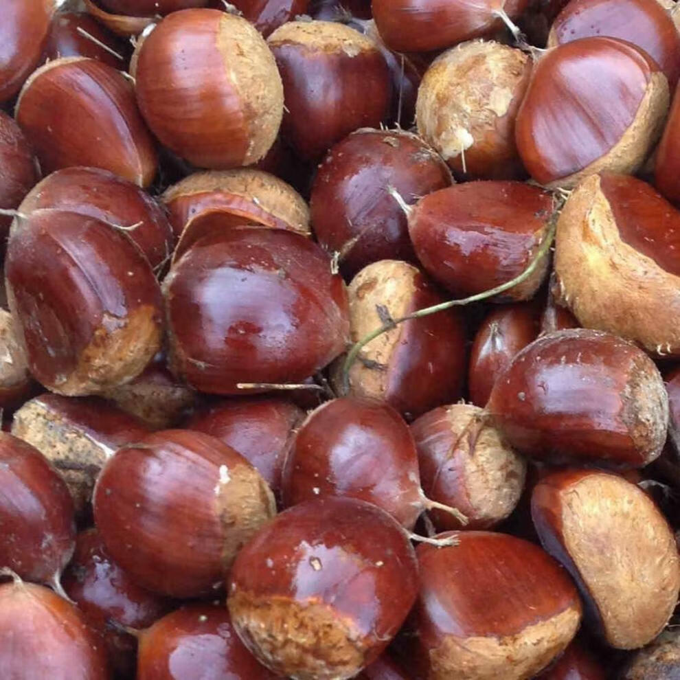 丹东新鲜板栗油栗子生板栗干果水果炒栗子特产批发 3