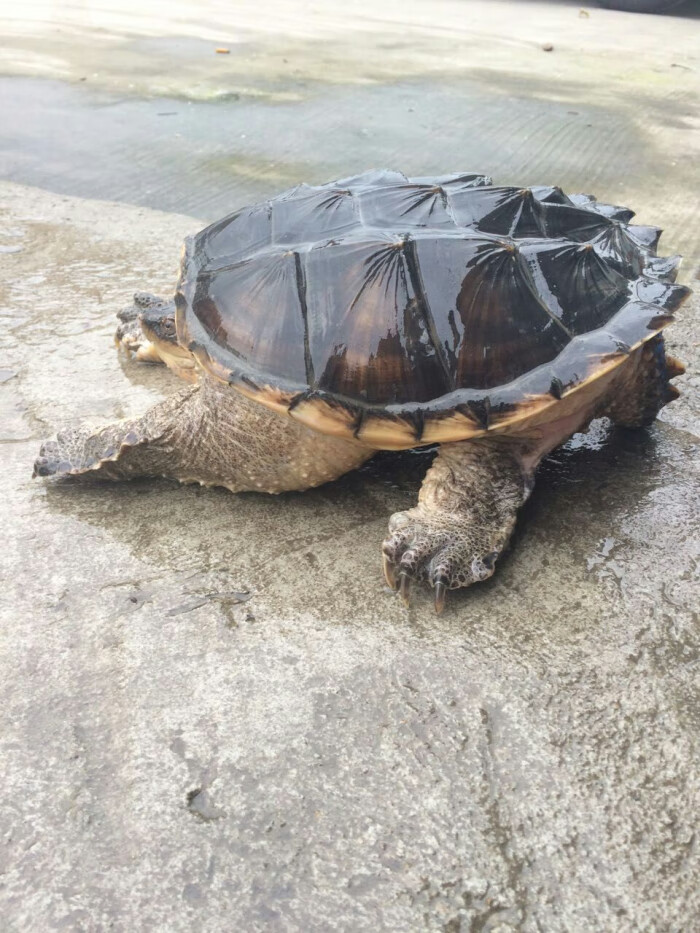 10斤20斤30斤佛鳄龟巨型乌龟活体宠物鳄龟50斤大鳄超大便宜养观赏 再