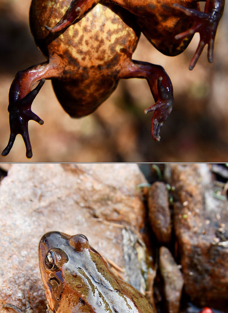 5折 【顺丰】东北林蛙长白山母豹子活蛤蟆活林蛙产发 2斤母蛙【每斤20