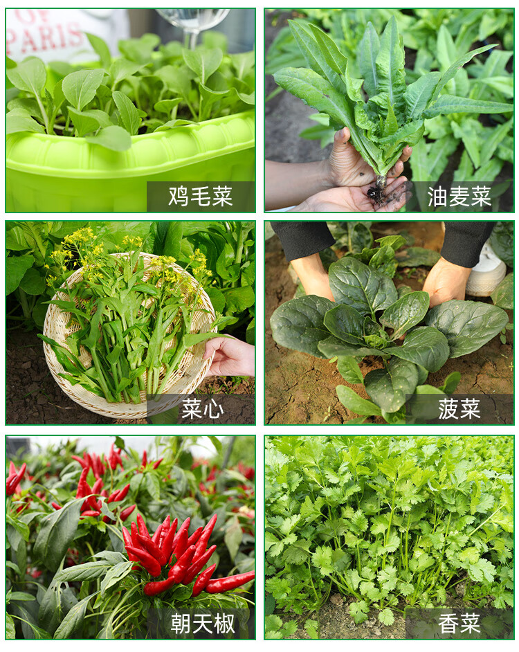 季阳台盆栽蔬菜种植箱生菜小葱 苦菊种子10g/袋 盆 土 肥 工具【图片