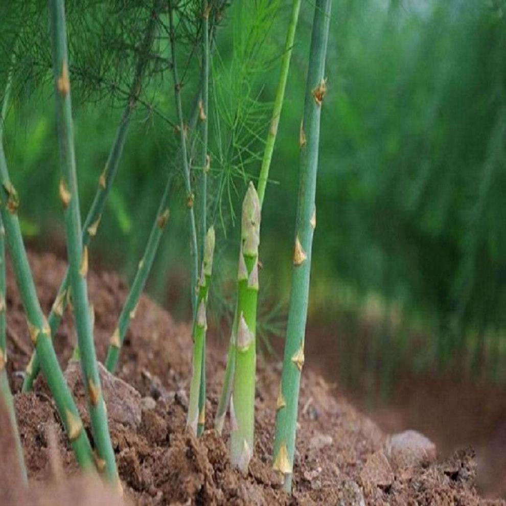 芦笋苗带芽芦笋种子蔬菜苗四季种植种苗阳台盆栽绿植家庭蔬菜食用4年