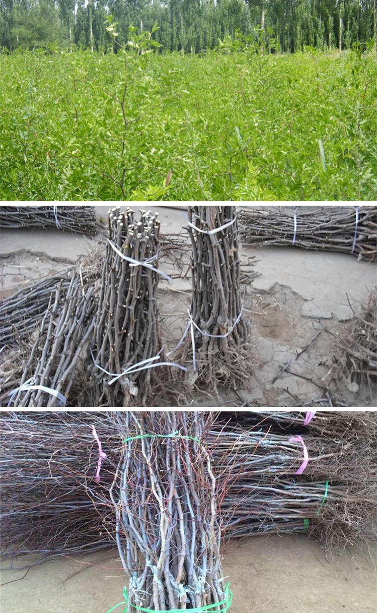 帅轩 枣苗冬枣树苗南方种植沾化冬枣嫁接当年结果地载庭院超甜北方