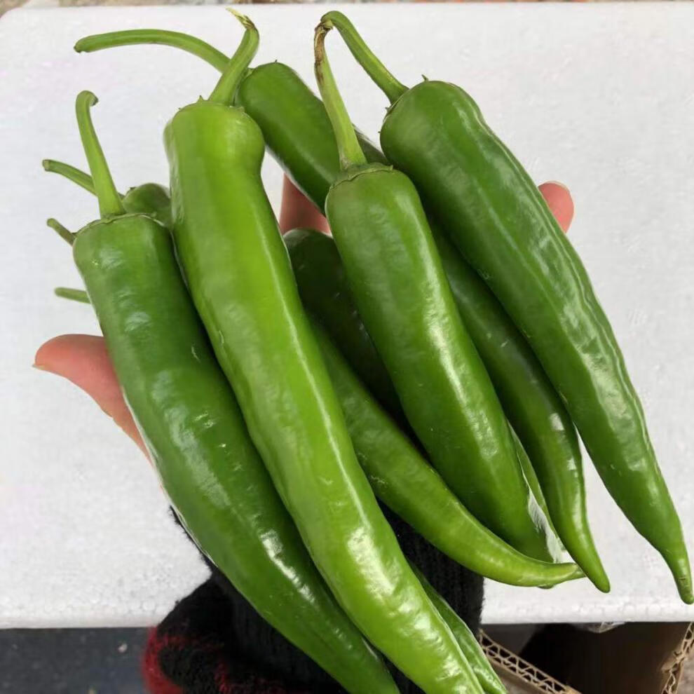 辣椒蔬菜薄皮青椒牛角椒红辣椒自产现摘现发泡沫箱包装5斤精品装微辣