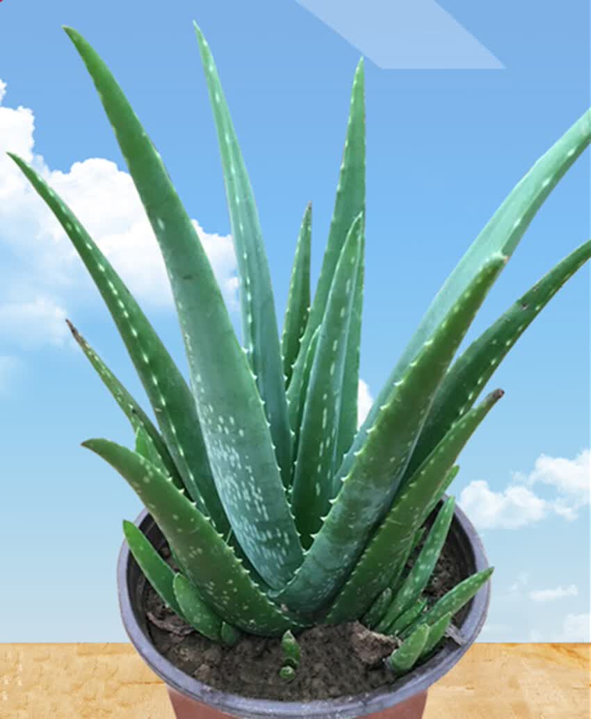 库拉索芦荟盆栽可食用可直接种植芦荟芦荟盆栽地栽庭院芦荟库拉索2年