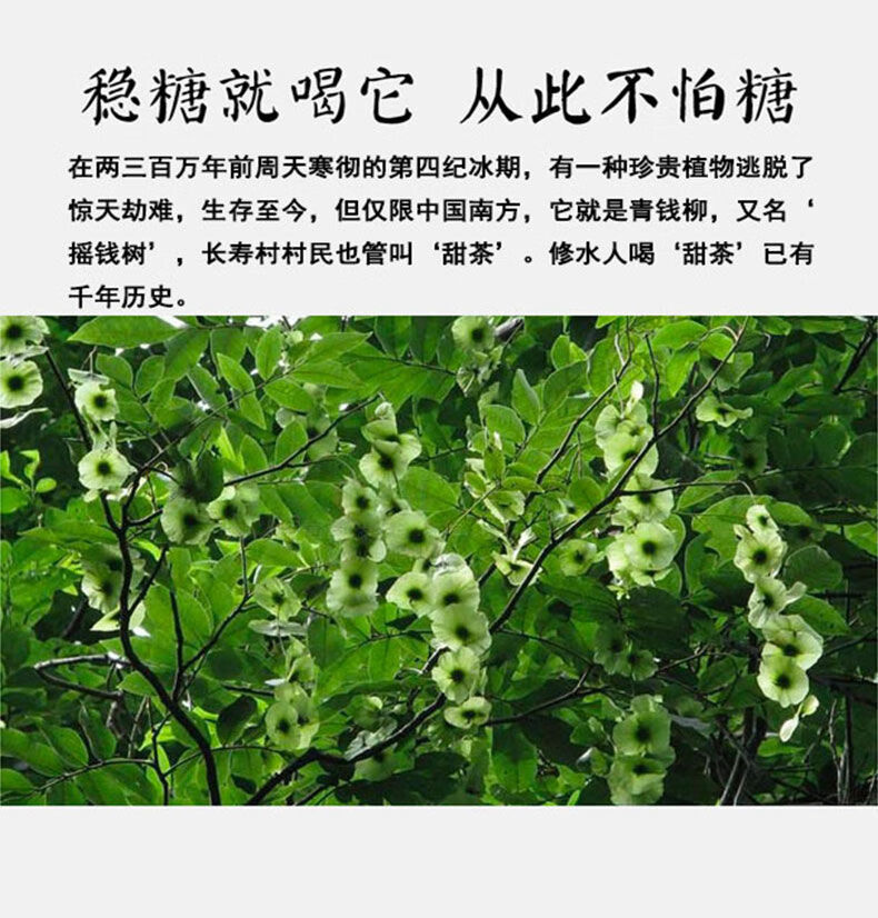 青钱柳茶野生嫩叶原叶金钱柳茶青钱柳叶青钱柳养生茶一级嫩叶颗粒100