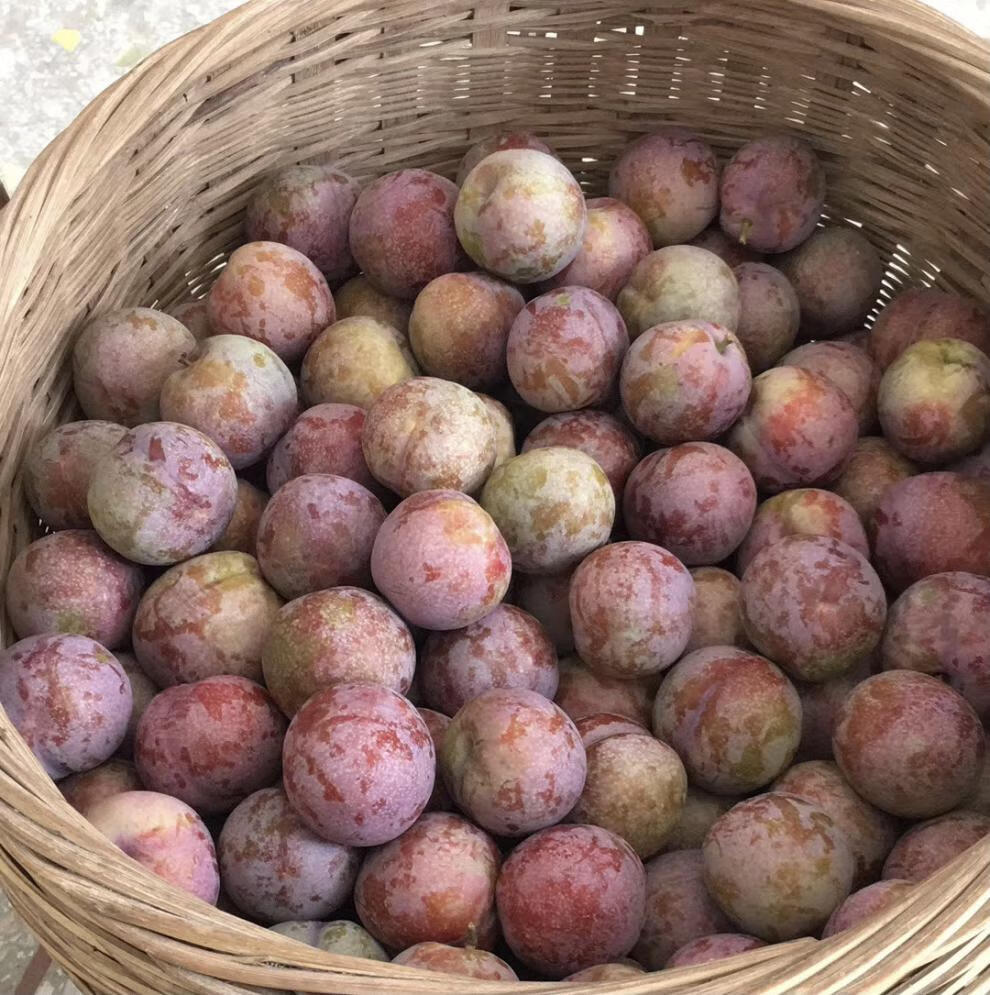 正宗钱排三华李红心李子新鲜水果酸甜孕妇大果当季整箱5斤装 5斤 30