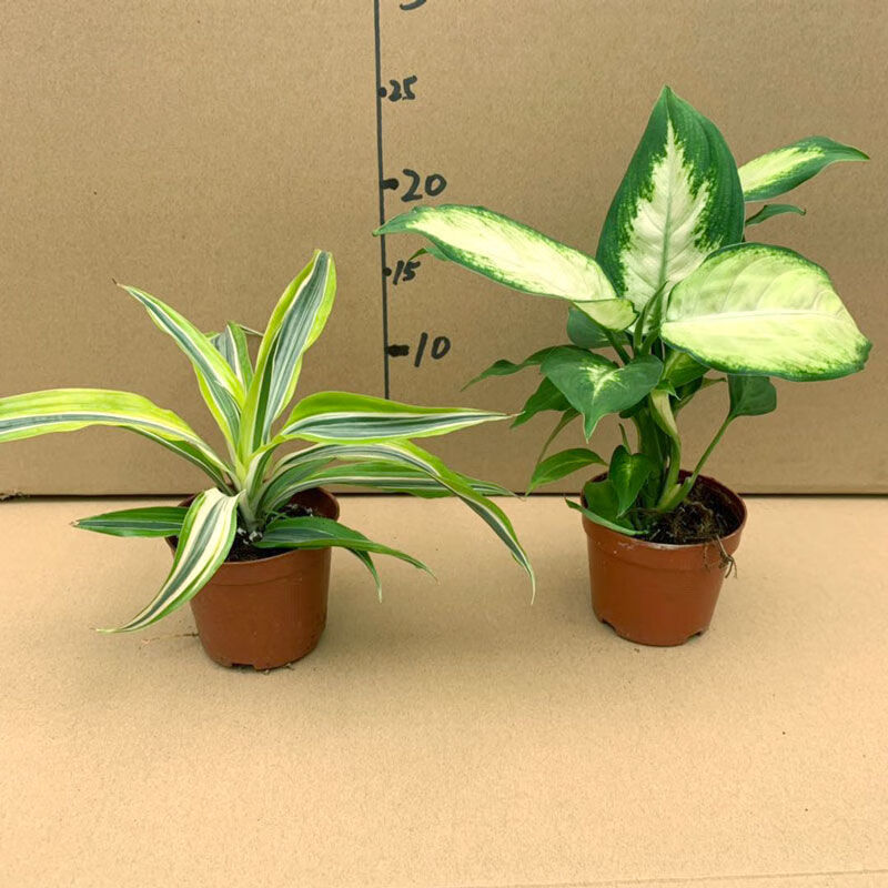 金边铁巴西美人小盆栽室内绿植办公客厅净化空气四季常青耐摆广州