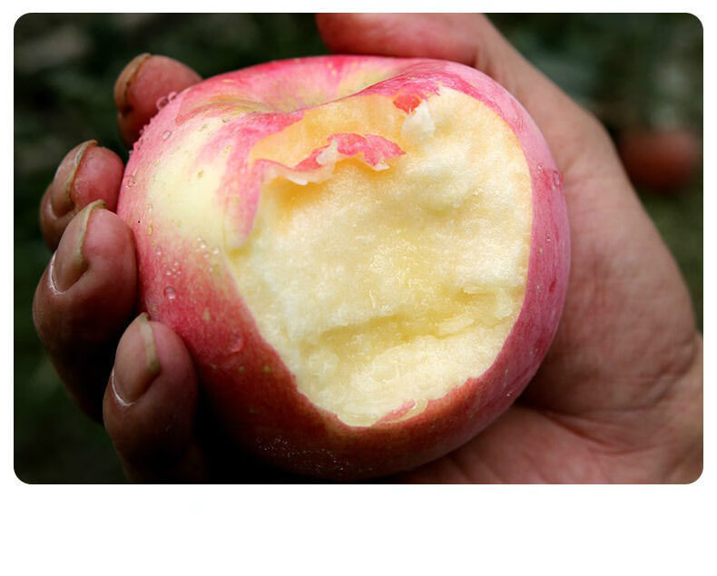 阿克苏冰糖心苹果10斤装新鲜红富士丑苹果当季水果批发 阿克苏(送礼)