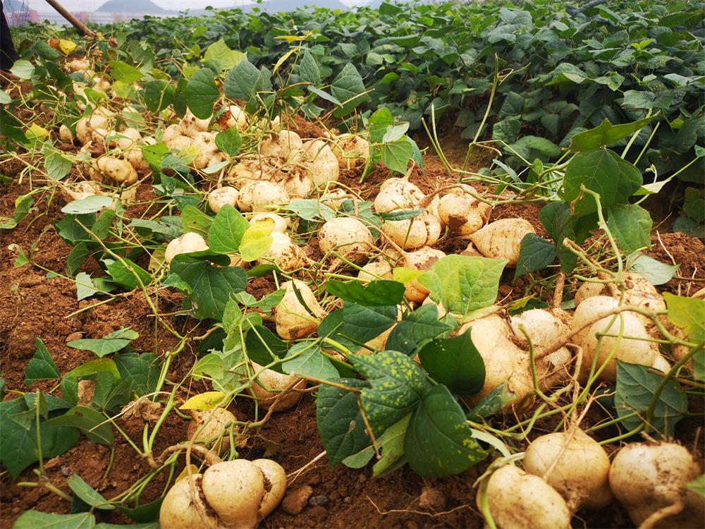 新鲜凉薯现挖白土瓜时令蔬菜农家地薯番薯沙葛地萝卜 2斤【图片 价格