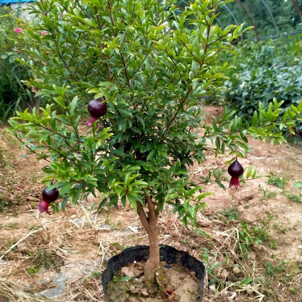 墨玉石榴树苗紫玉石榴苗地栽盆景客厅阳台南北方均可种植 3年苗(带