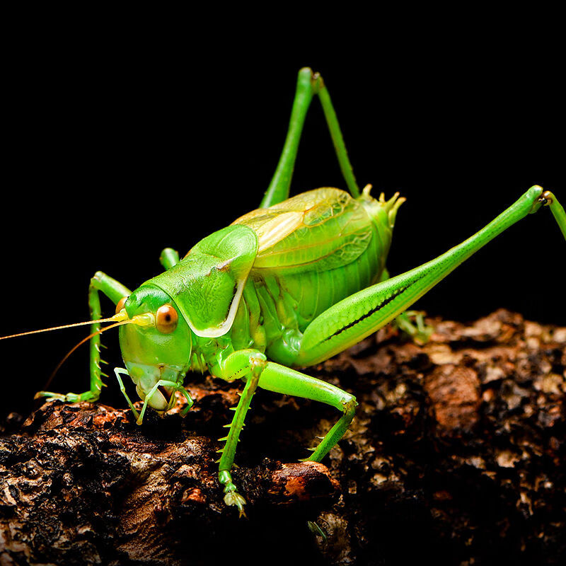 【京选推荐】蝈蝈活 铁蝈蝈鸣虫蝈蝈活大幼虫憨叫大肚子叫铁皮绿蝈蝈