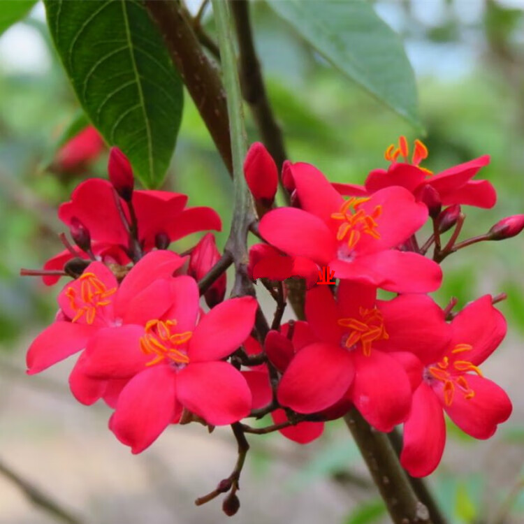 四季开花阳台花卉盆栽花苗日日樱琴叶樱南洋樱40cm多分枝不含盆