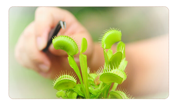 盆栽 新奇趣味绿植 海螺瓶子草m级高10-14cm 带盆栽好【图片 价格