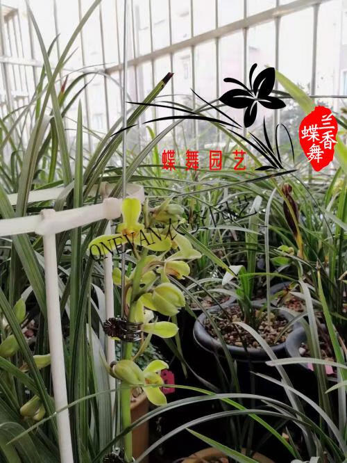 芊阙兰菌王营养液兰菌王四川华奕牌兰花营养液有益菌肥利于生根催芽兰