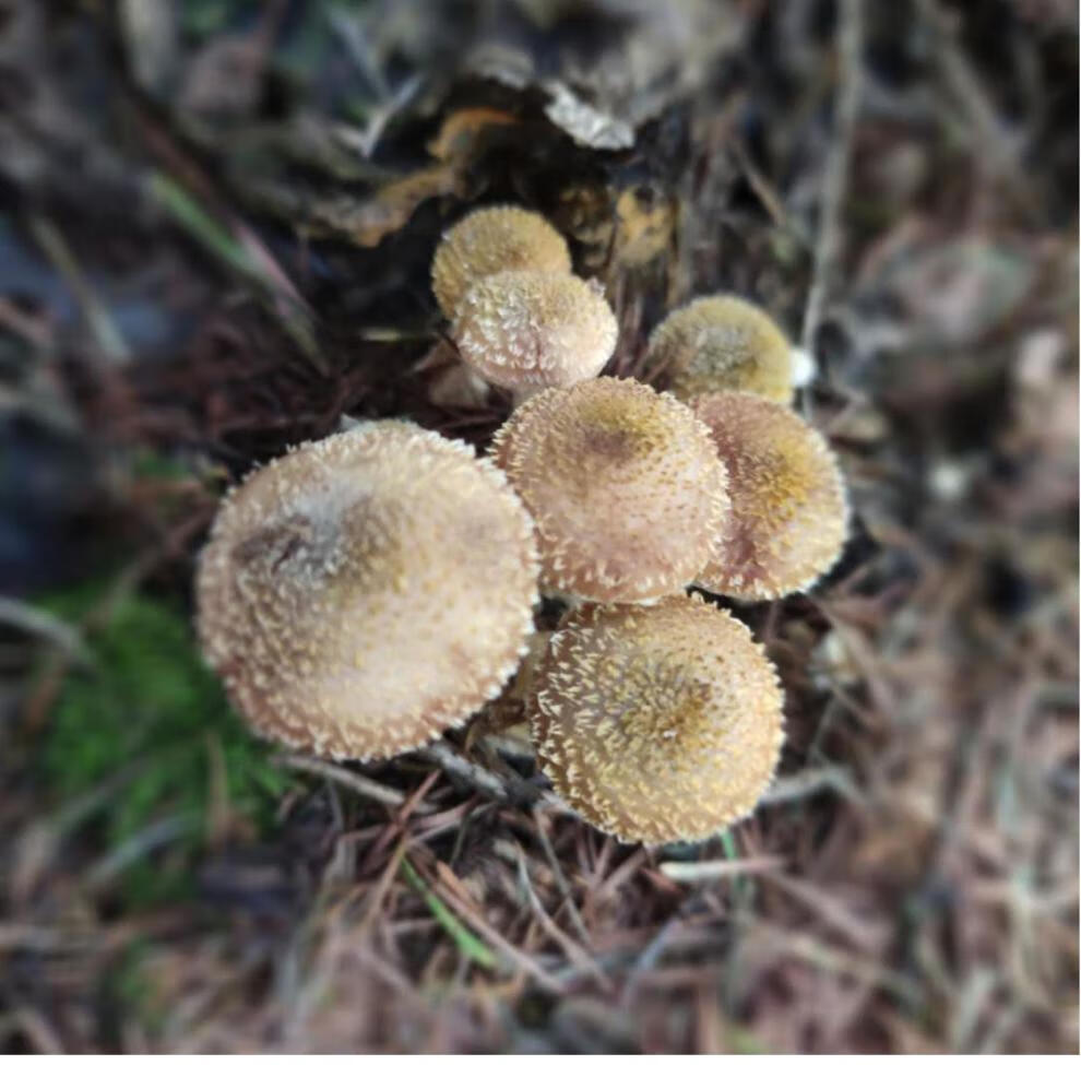 李家亭 东北榛蘑腌制草蘑菇辽宁长白山特产食用真蘑榛蘑新鲜臻蘑珍蘑