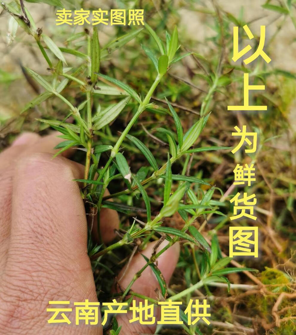 野生白花蛇舌草中药白花蛇舌草野生云南白花蛇草草药白花草白花蛇舌草